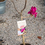 Magnólia (Magnolia) ‘MEGANOLIA’® – výška 70-90 cm, kont. C7L